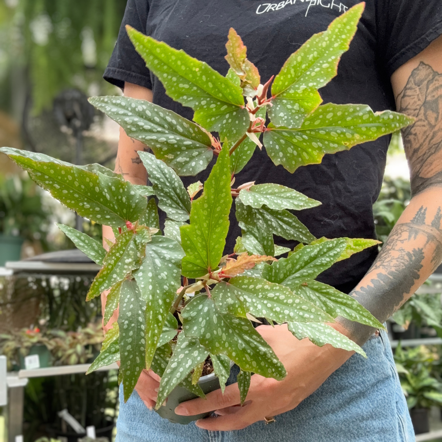 a person holding a potted begonia pink angel wing house plant in a greenhouse setting