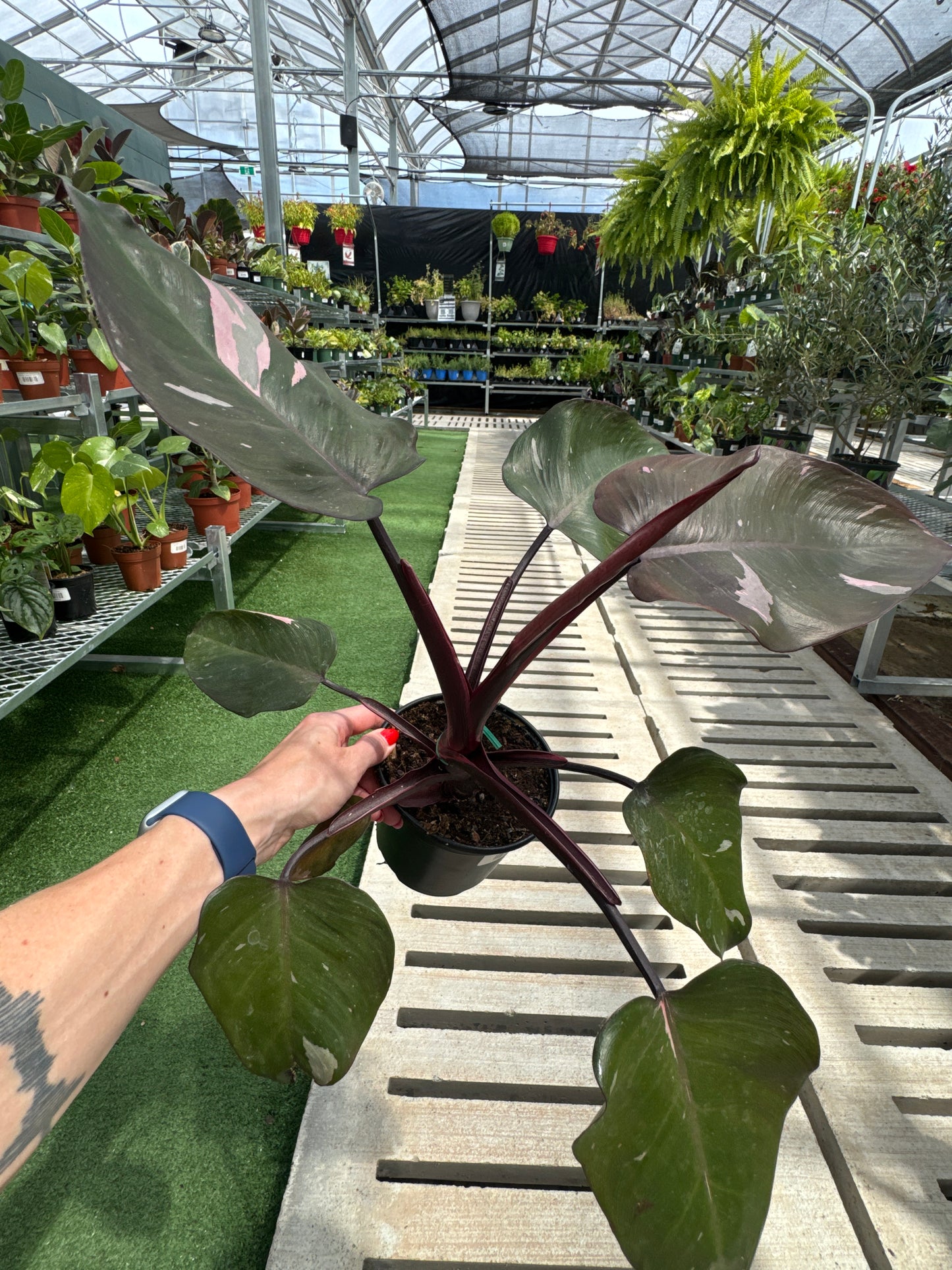 Person holding a potted philodendron pink princess plant in a greenhouse setting