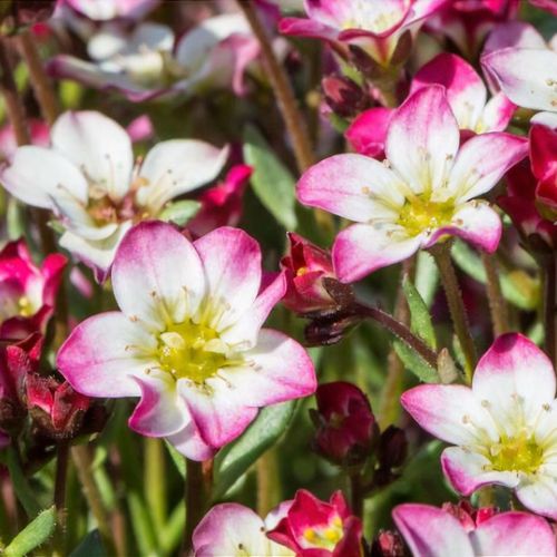 Marto Red Picotee Rockfoil Saxifraga
