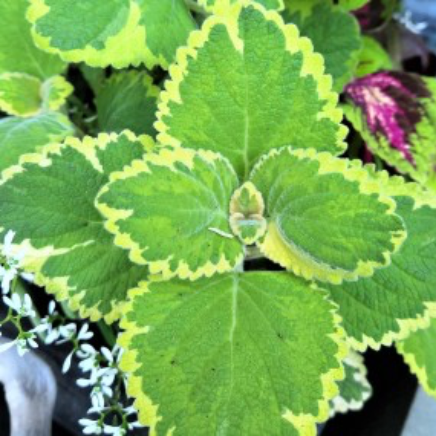a top down view of a green plectranthus lemon twist plant