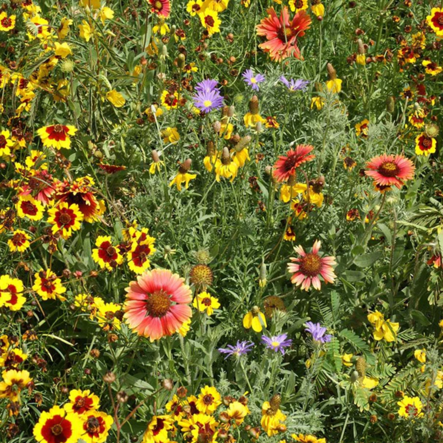 a field of brightly coloured prairie wildflowers