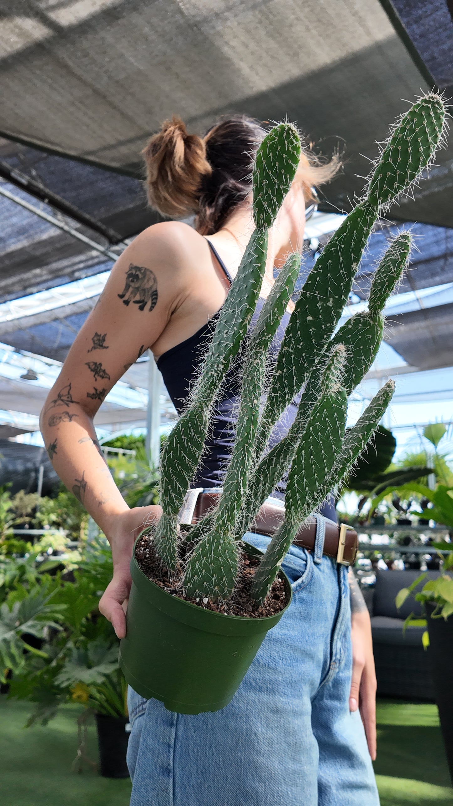Person holding a potted prickly pear cactus in a greenhouse setting