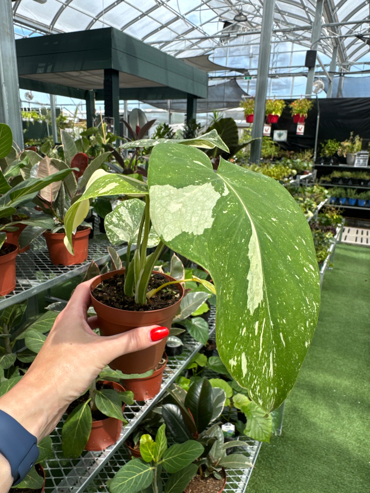 Person holding a potted monstera thai constellation plant in a greenhouse setting
