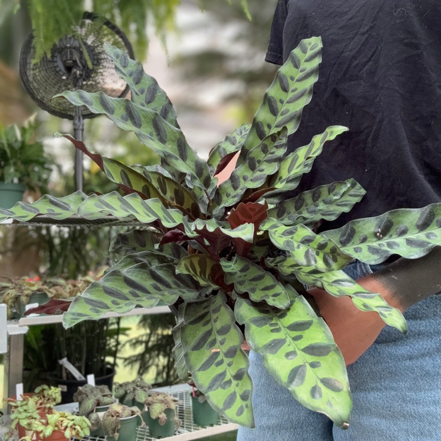 A person holding a Calathea rattle snake houseplant, showing its distinctive green patterned leaves, in a greenhouse setting.