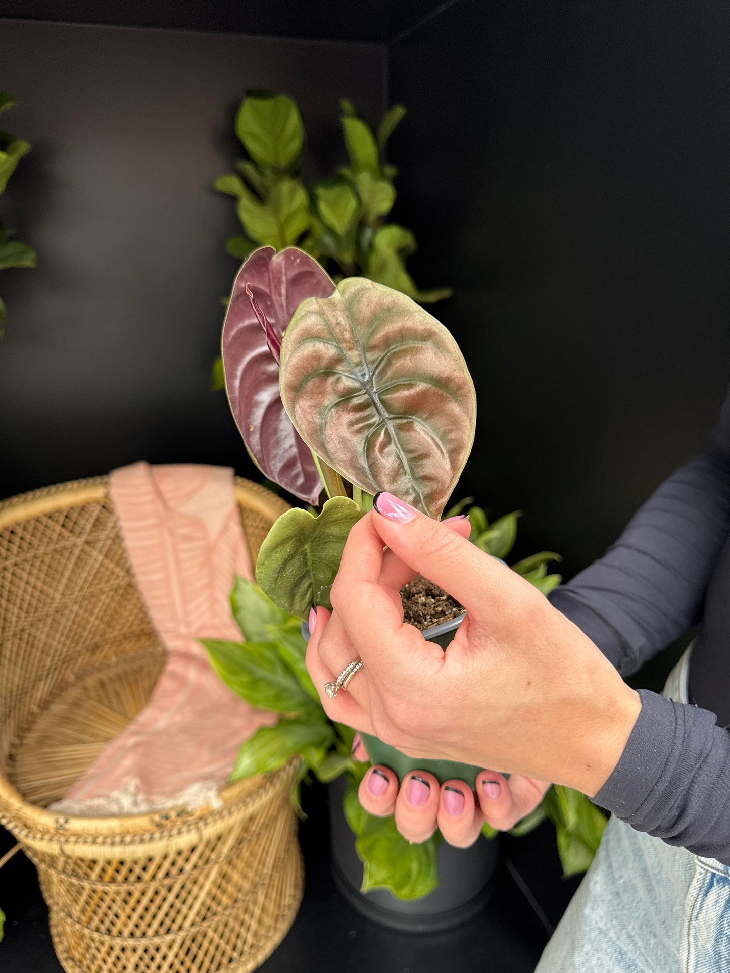 a person holding an alocasia red secret plant with dark background