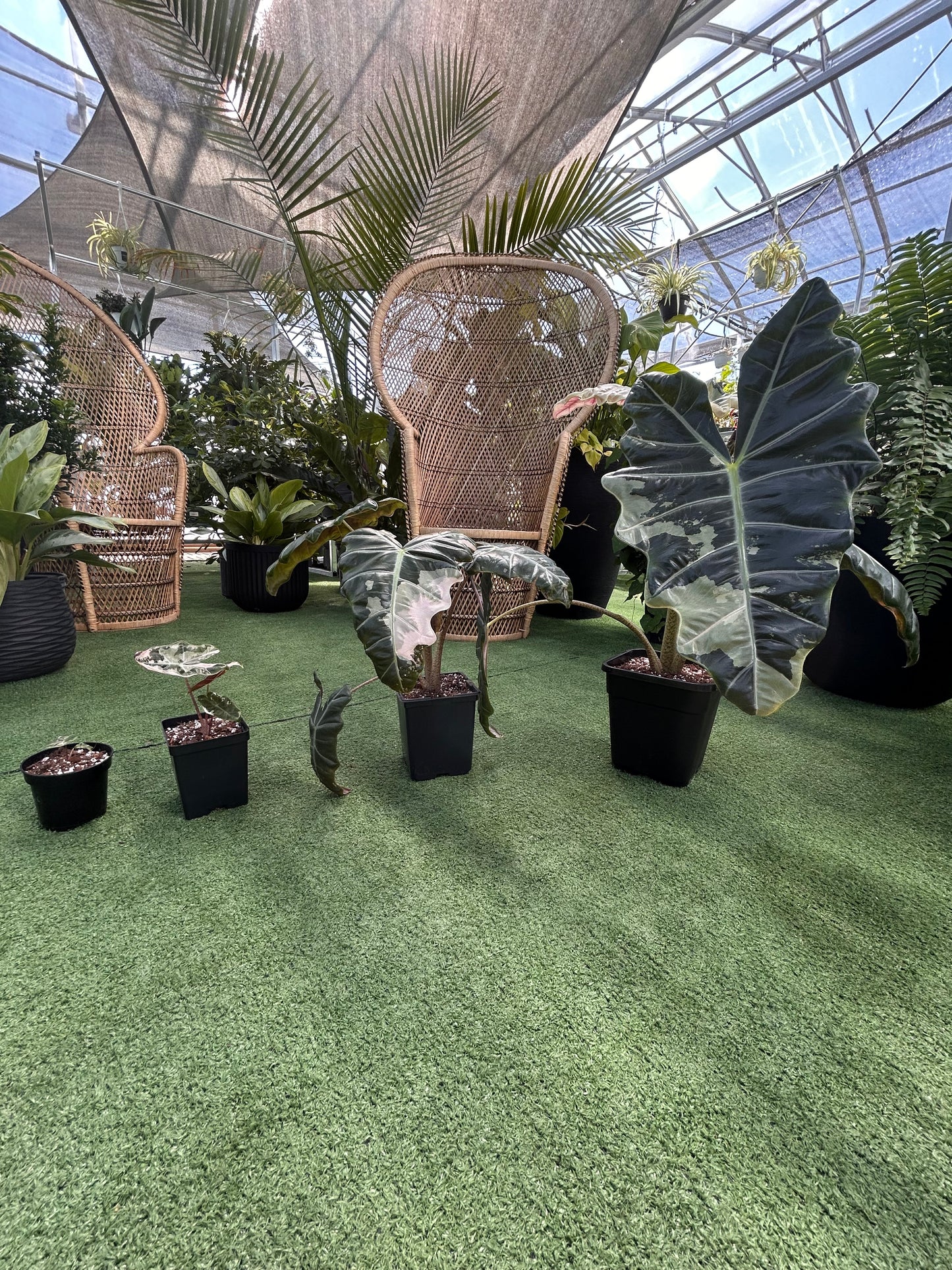 sanderiana pseudo pink plants of all different sizes in greenhouse setting