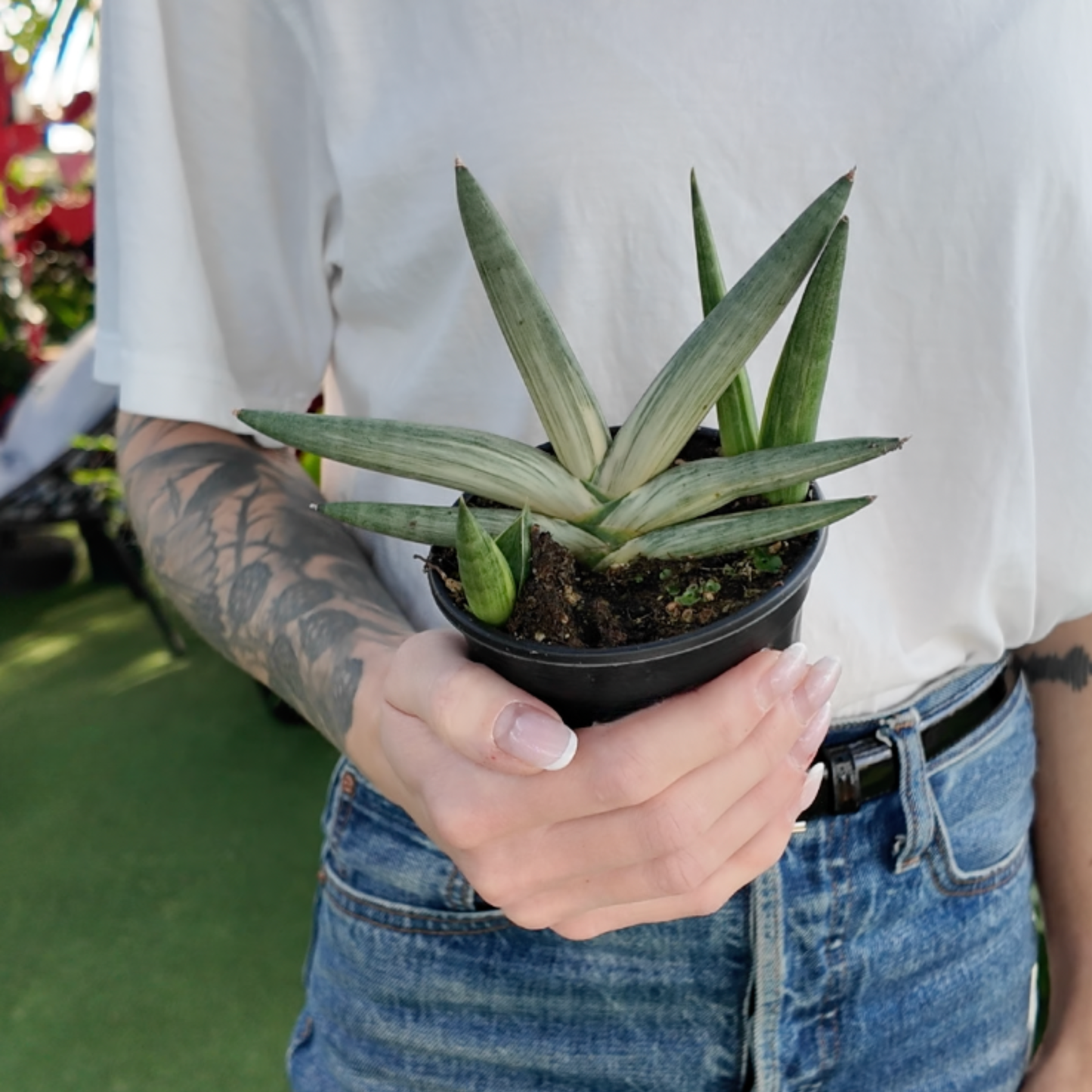 a person holding a sansevieria boncel plant in a greenhouse setting