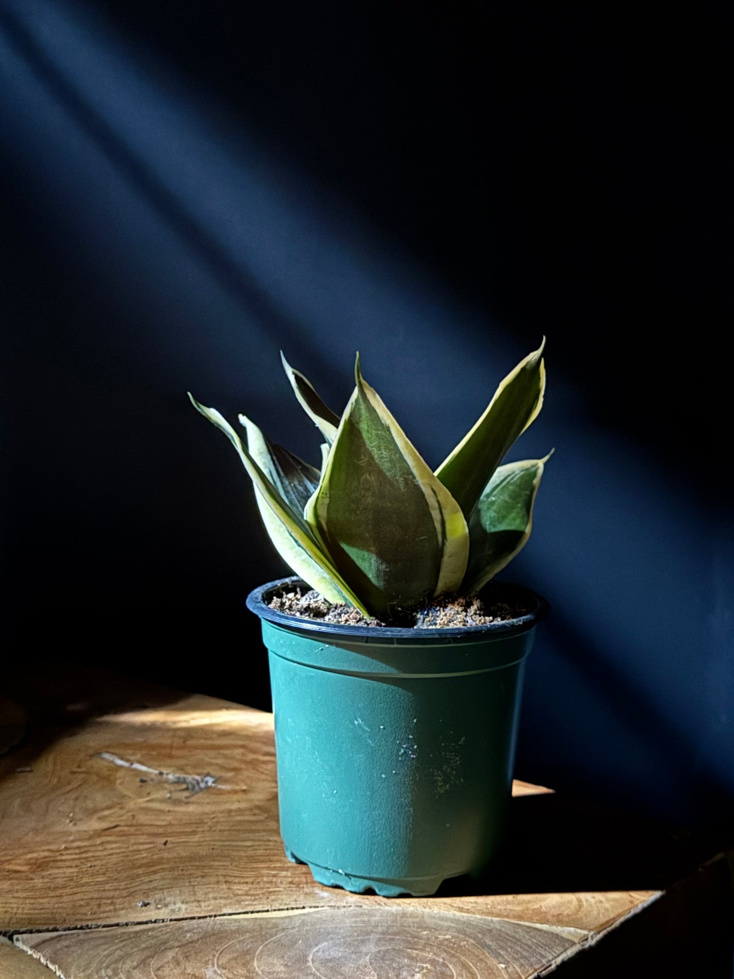 A potted Snake Plant 'Variegated Hahnii' with creamy yellow and green leaves, placed on a wooden surface with a shadow cast across the background.