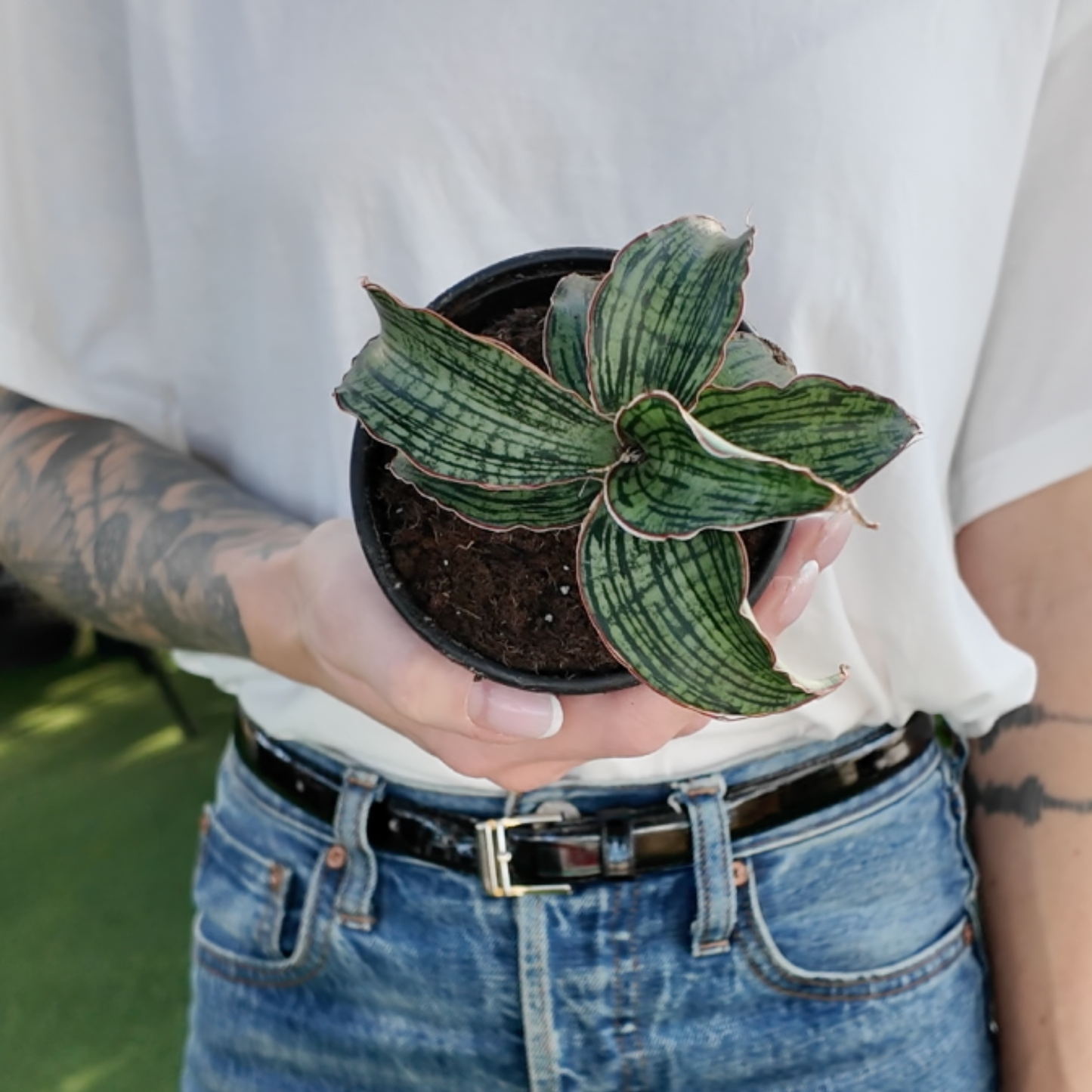 a person holding a potted sansevieria trifasciata Cleopatra plant in a greenhouse setting