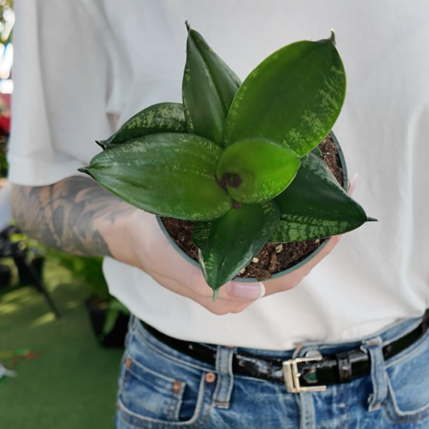 person holding a potted sansevieria trifasciata Whitney plant in a greenhouse setting