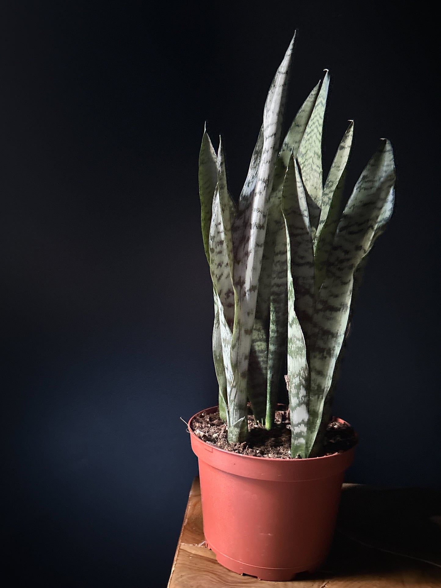 A potted Snake Plant (Sansevieria trifasciata) with sword-like leaves, placed on a wooden surface against a dark background.