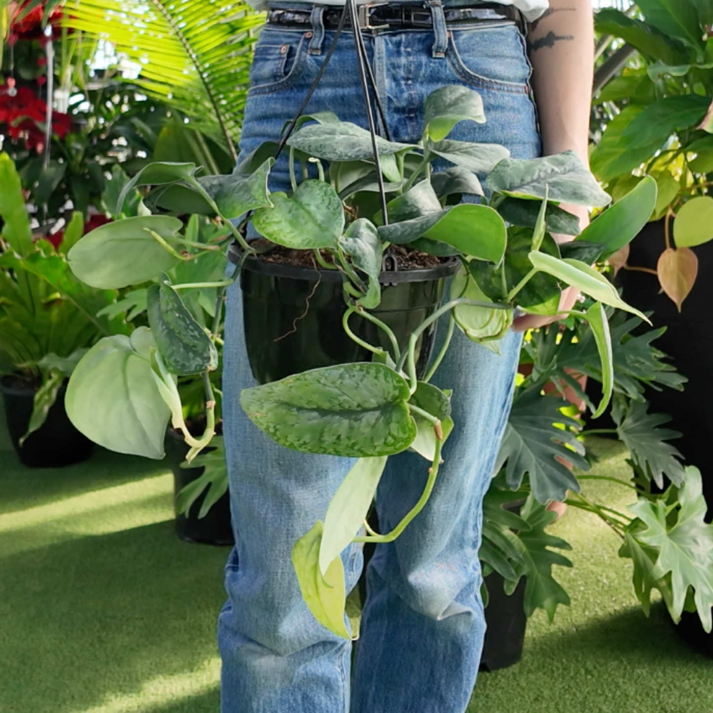a person holding a hanging basket potted scindapsus gunung mount salak