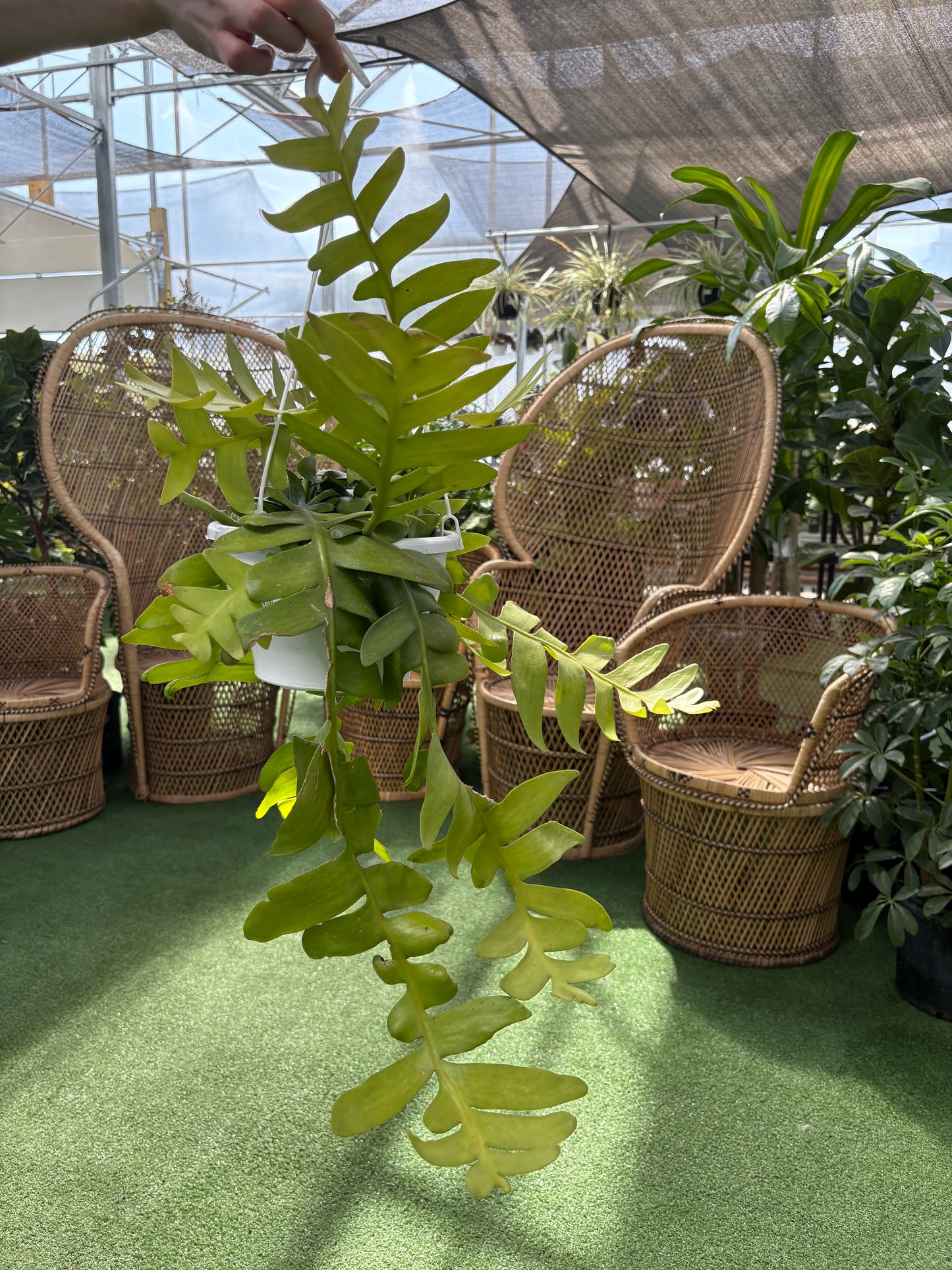 Potted shark tooth cactus plant with wicker chairs in the background