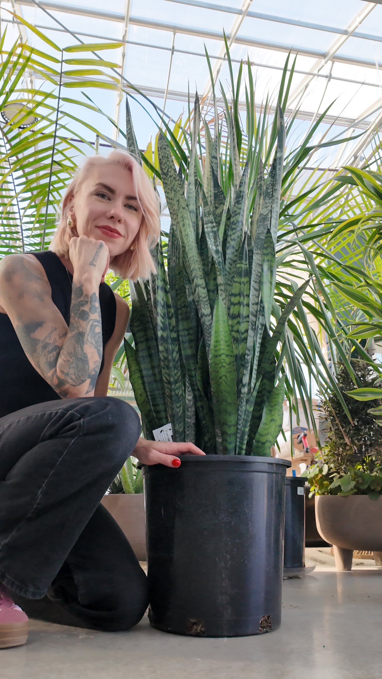 Person holding a potted snake plant green plant in a greenhouse setting