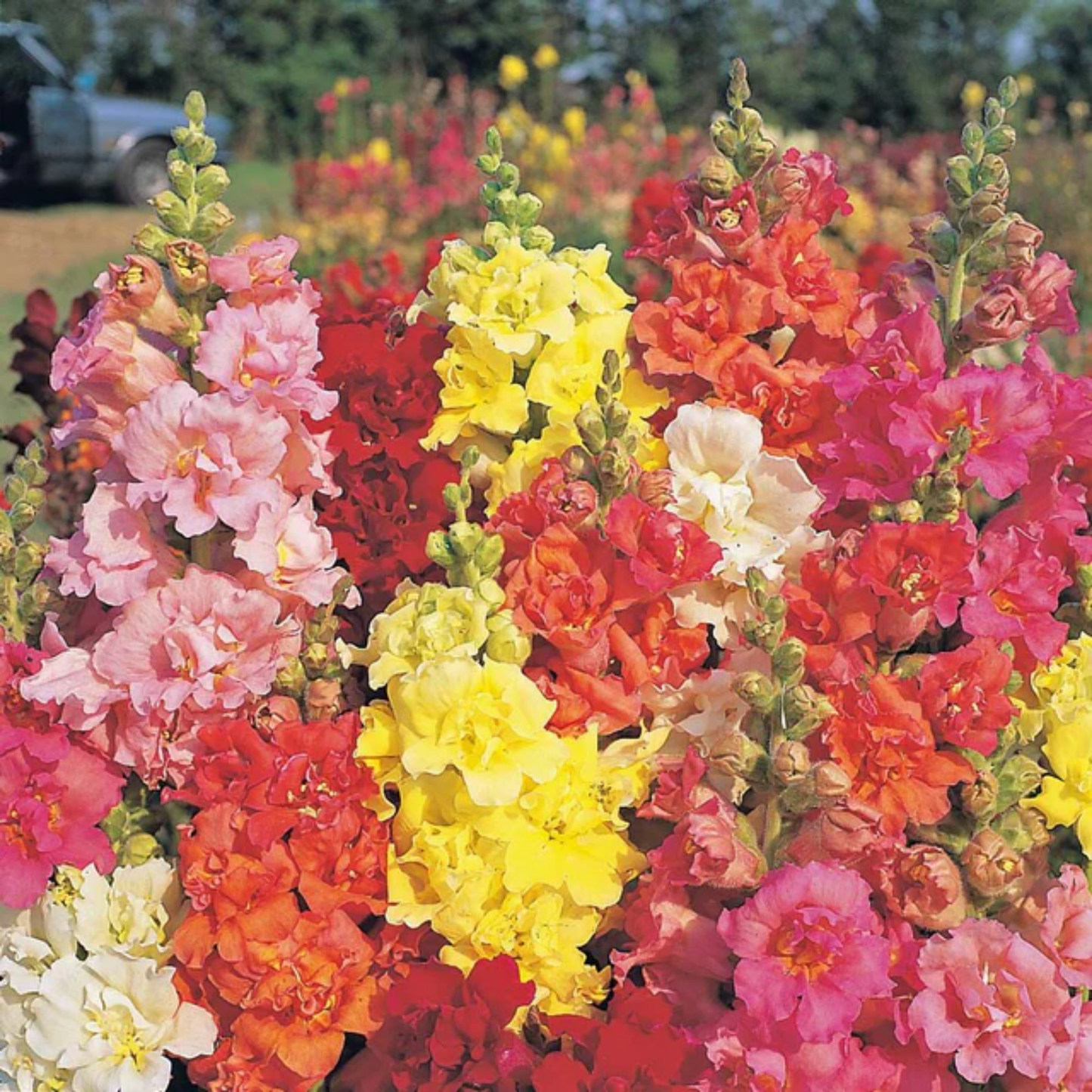 many brightly coloured snap dragon flowers with a blurred background
