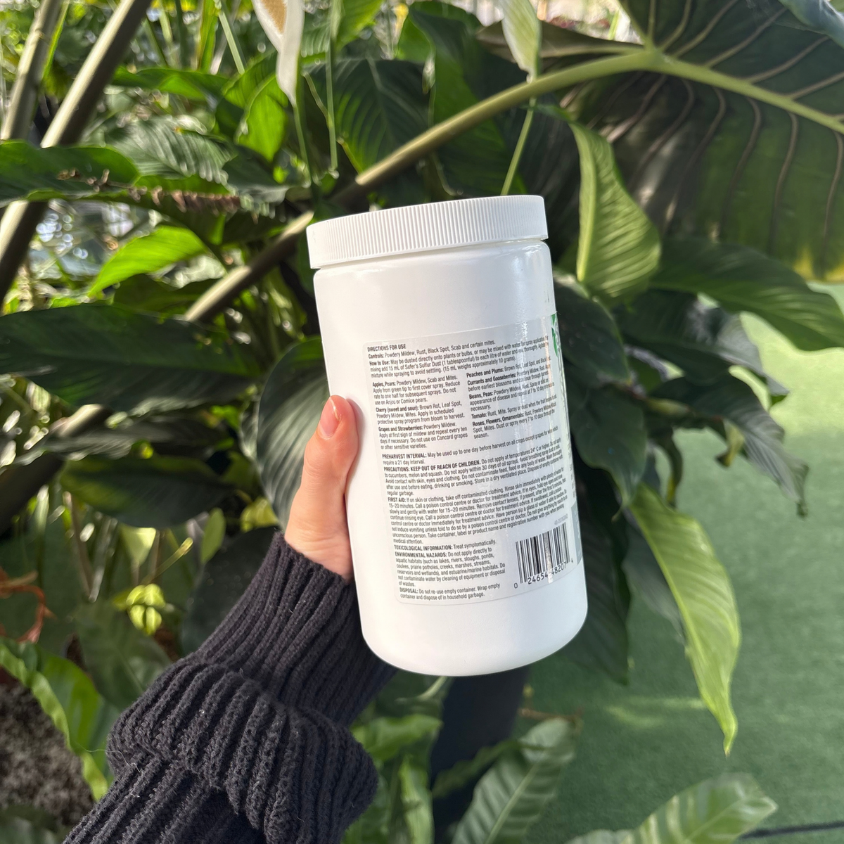 a person holding a white container of sulfur dust displaying the back of the package that shows the ingredients and use instructions with many tropical plants in the background