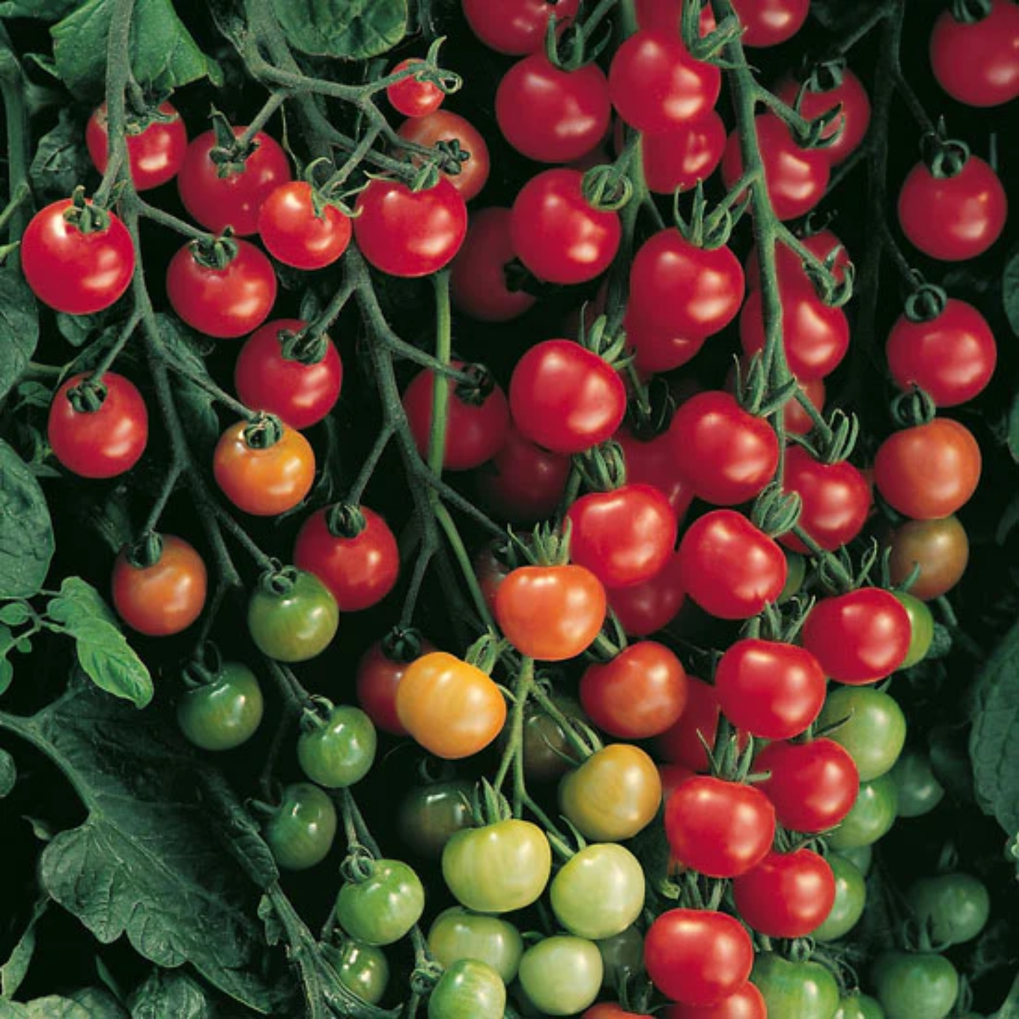 bright red supersweet tomatoes growing on a green vine
