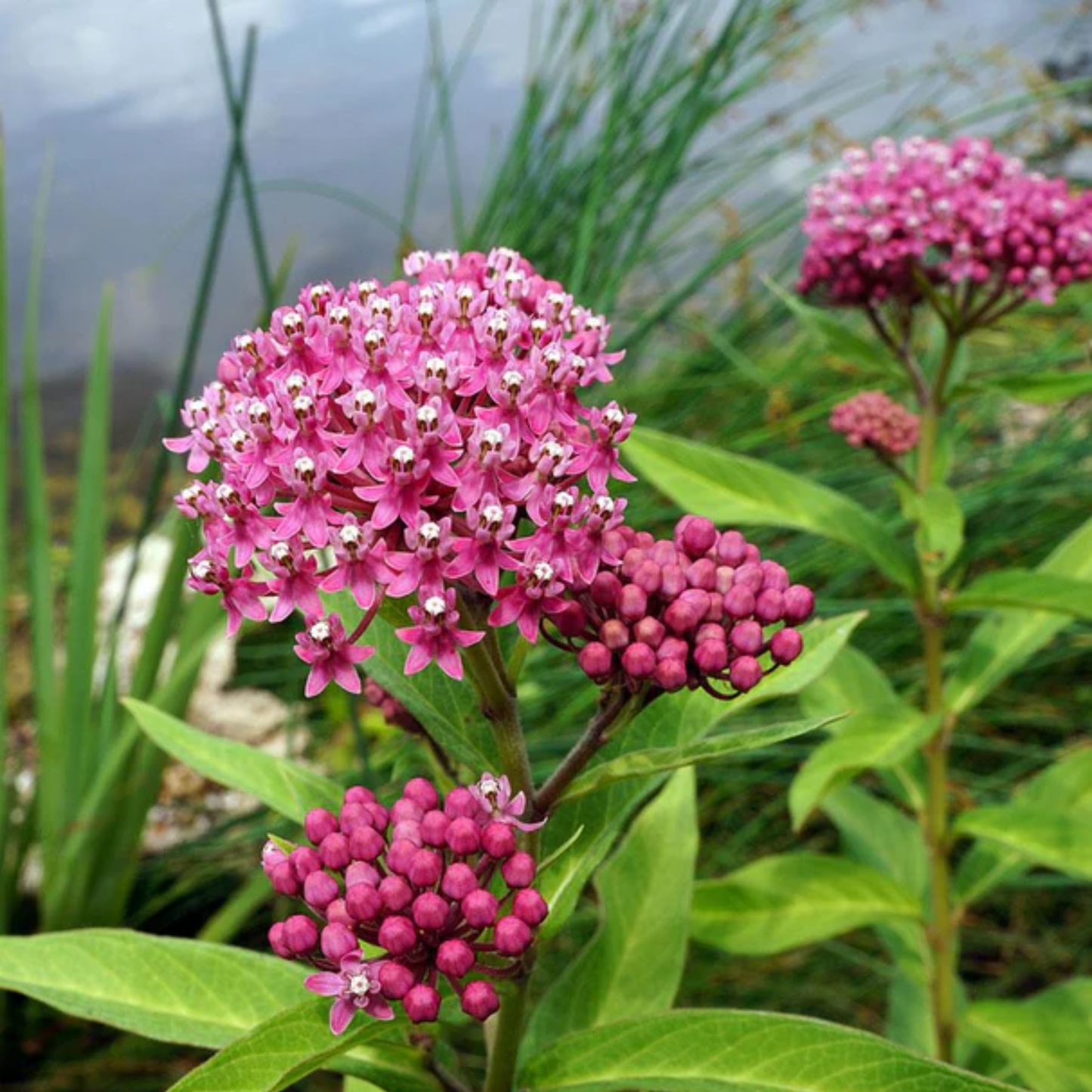 the bright pink flowers of a swamp milkweed plant growing throughout outdoor greenery