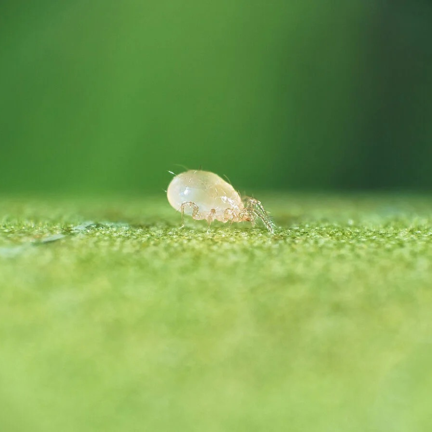 Small swirski mite insect on a green leaf with a blurred green background