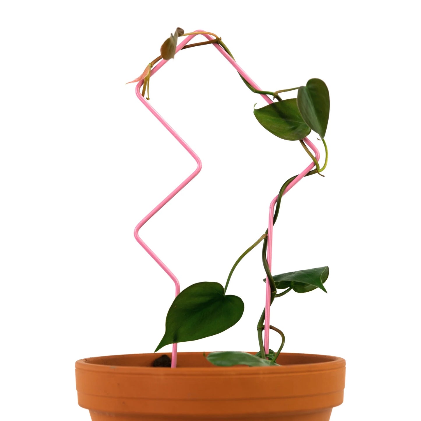 Potted plant with pink tetris trellis on a white background