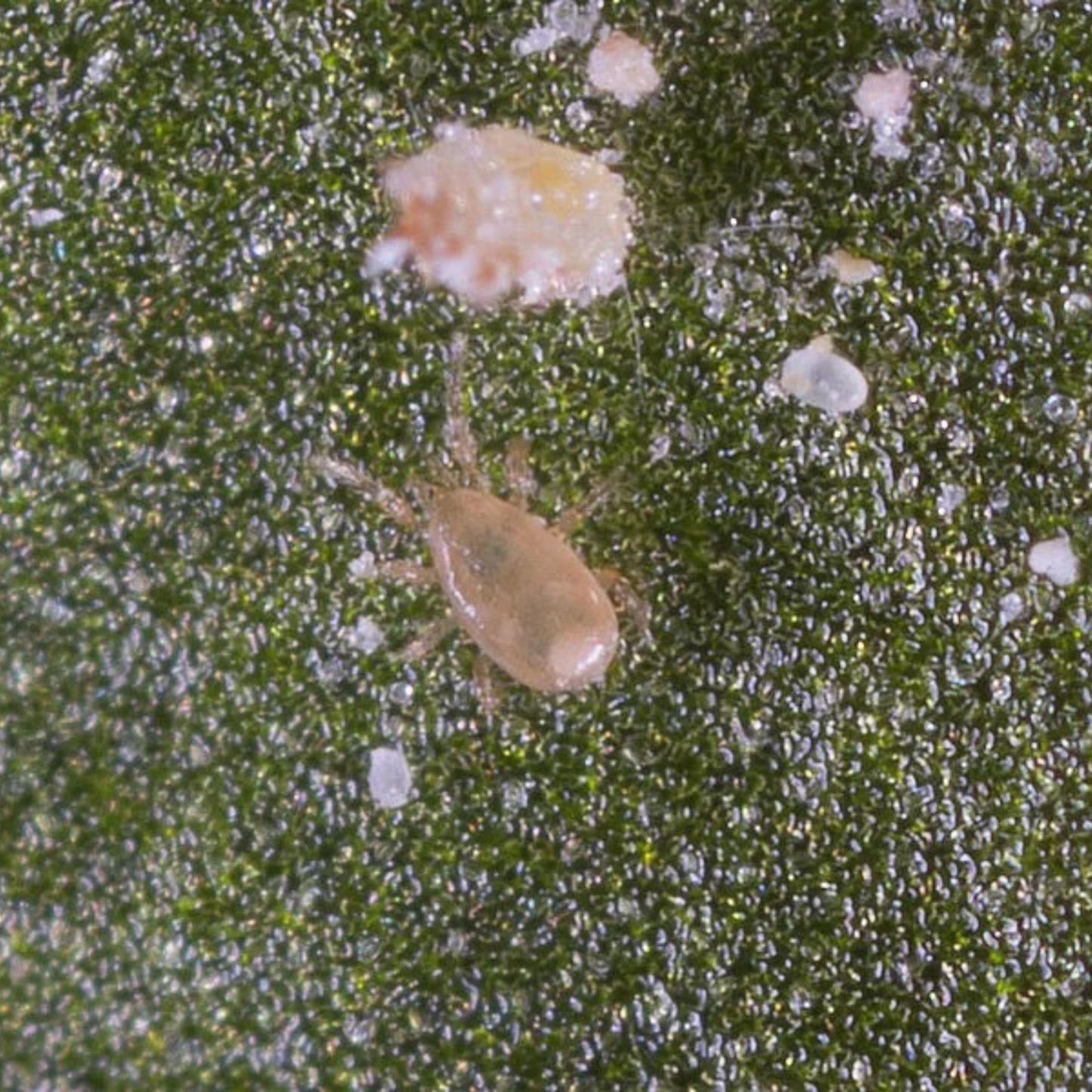 Small insect on a textured green surface with white specks