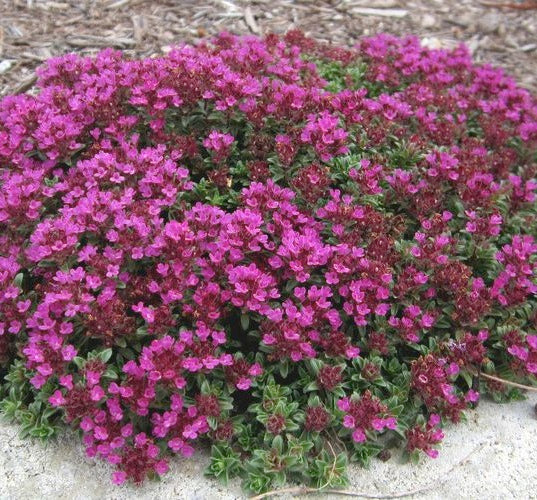 Red Creeping Thyme