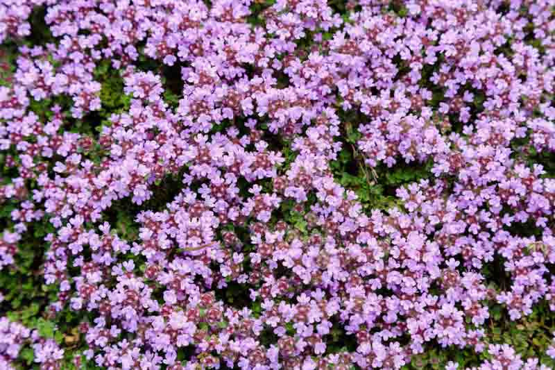Dwarf Elfin Thyme