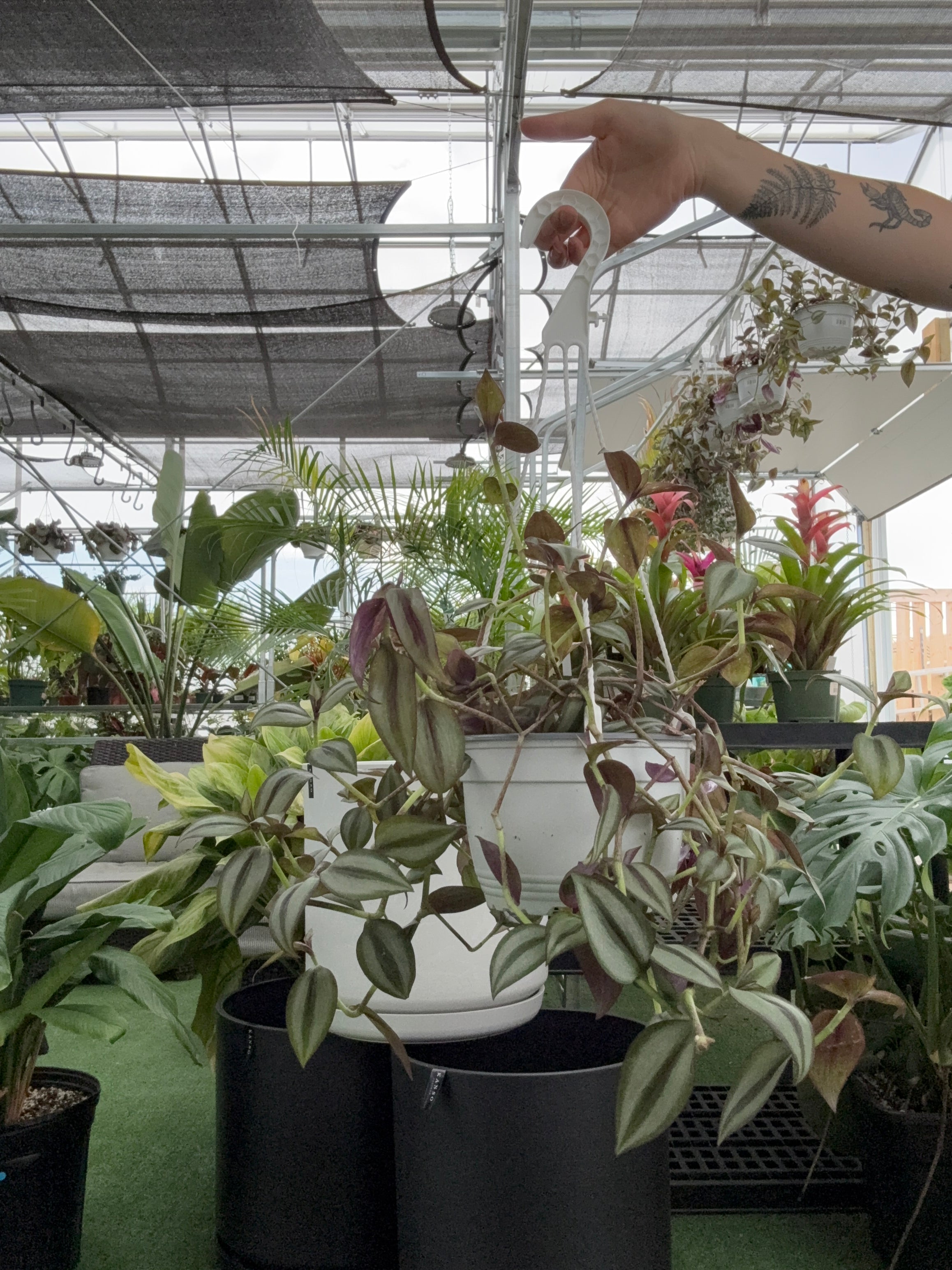 Tradescantia Purple Inch | Tradescantia zebrina – Urbane Eight Inc.