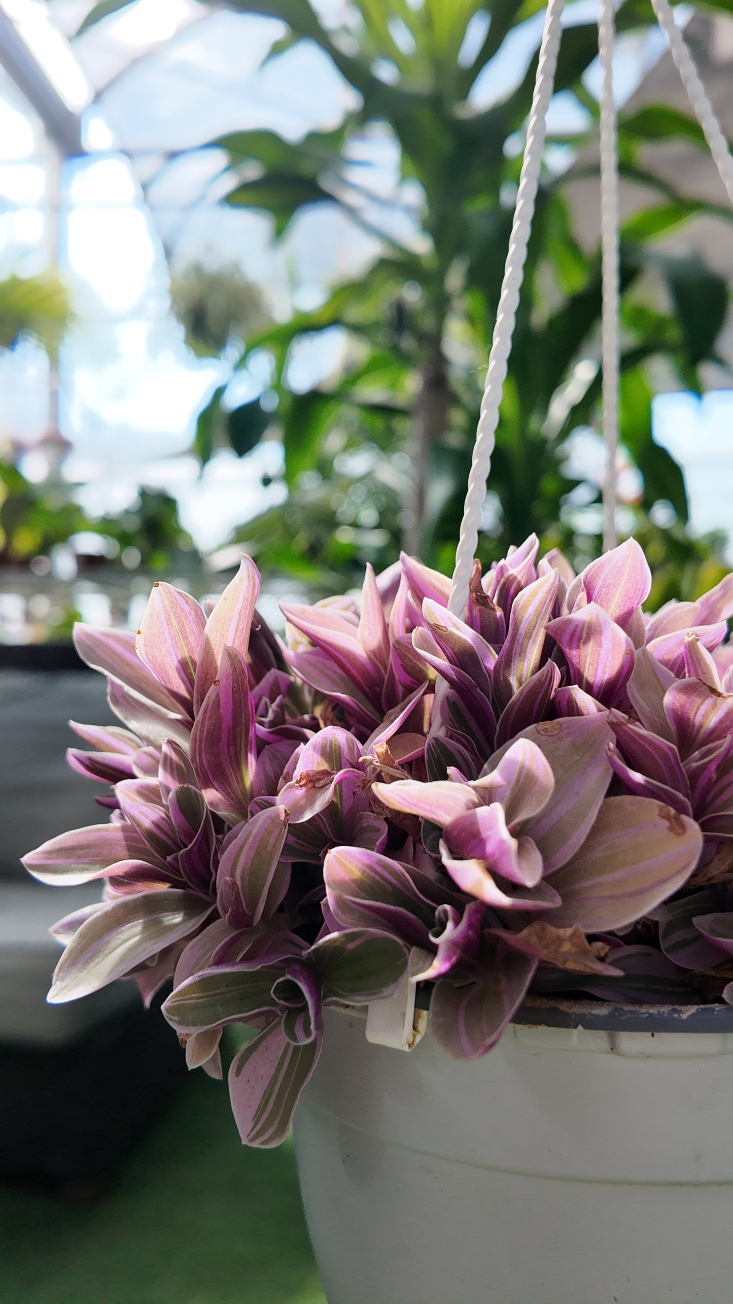 Pink hanging tradescantia sweetness plant in a pot with blurred greenery in the background