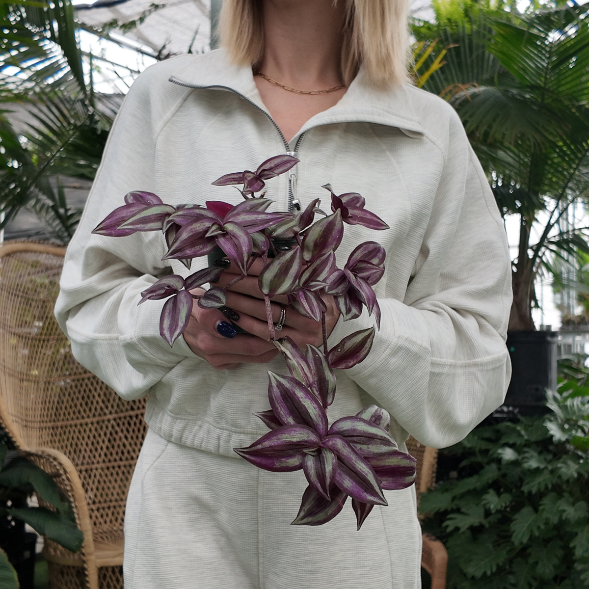 a person in an all white outfit holding a potted purple trailing tradescantia zebrine purple passion plant in a greenhouse setting
