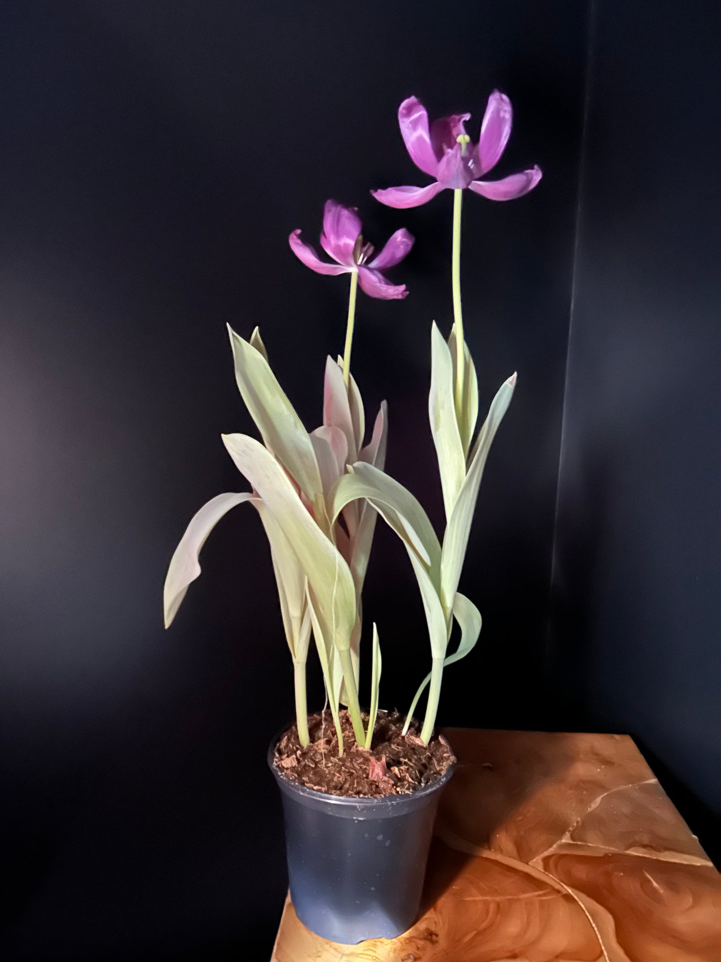 a purple tulip plant in a black pot resting on a wooden surface