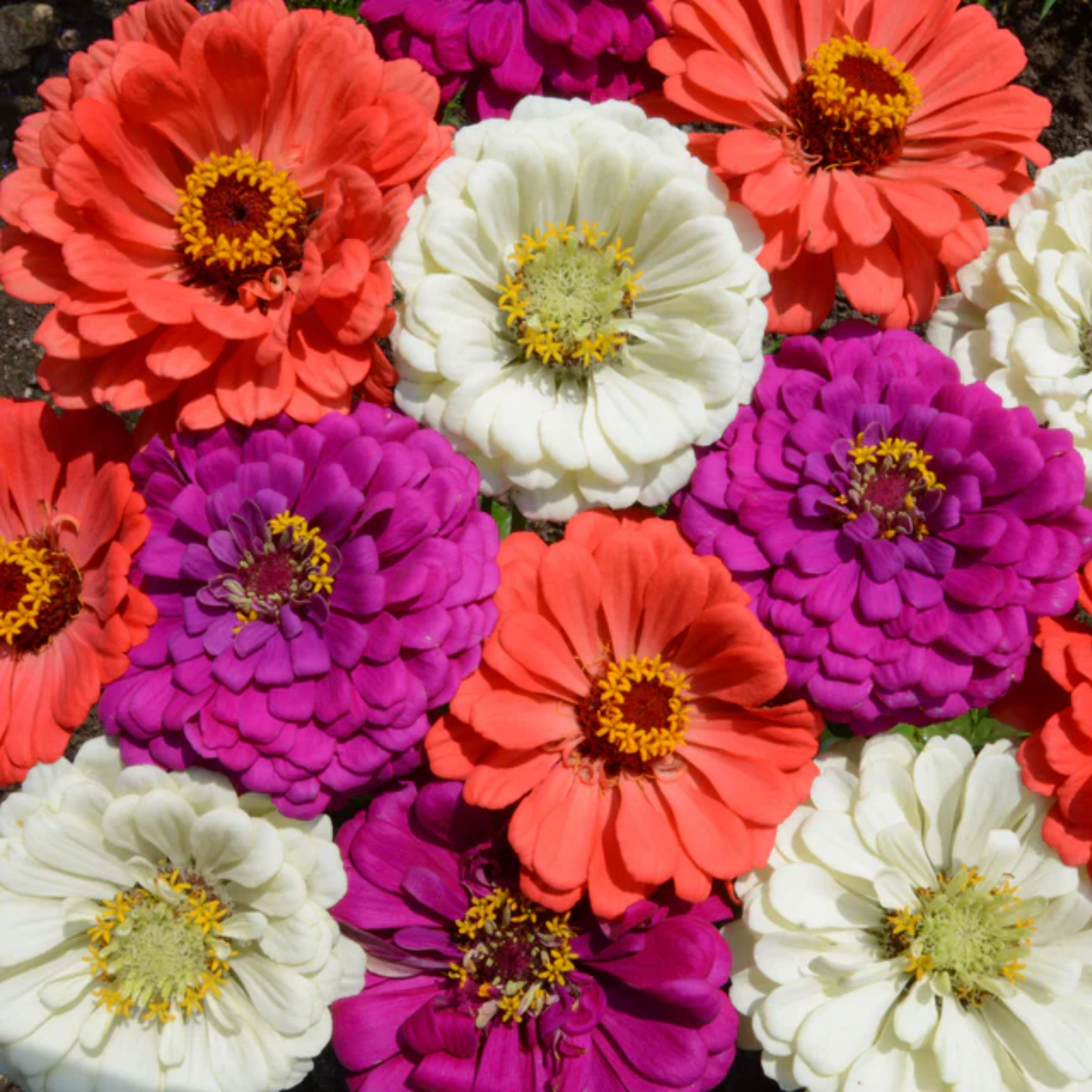 a close up of the brightly coloured under the seat zinnia mix flowers