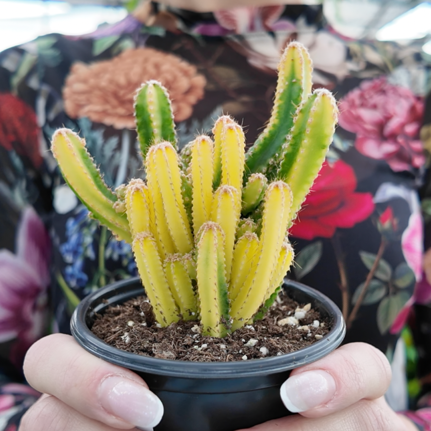 a picture of someone holding a variegated fairy tale cactus with multiple stems ranging in colours from yellow to green with a floral background