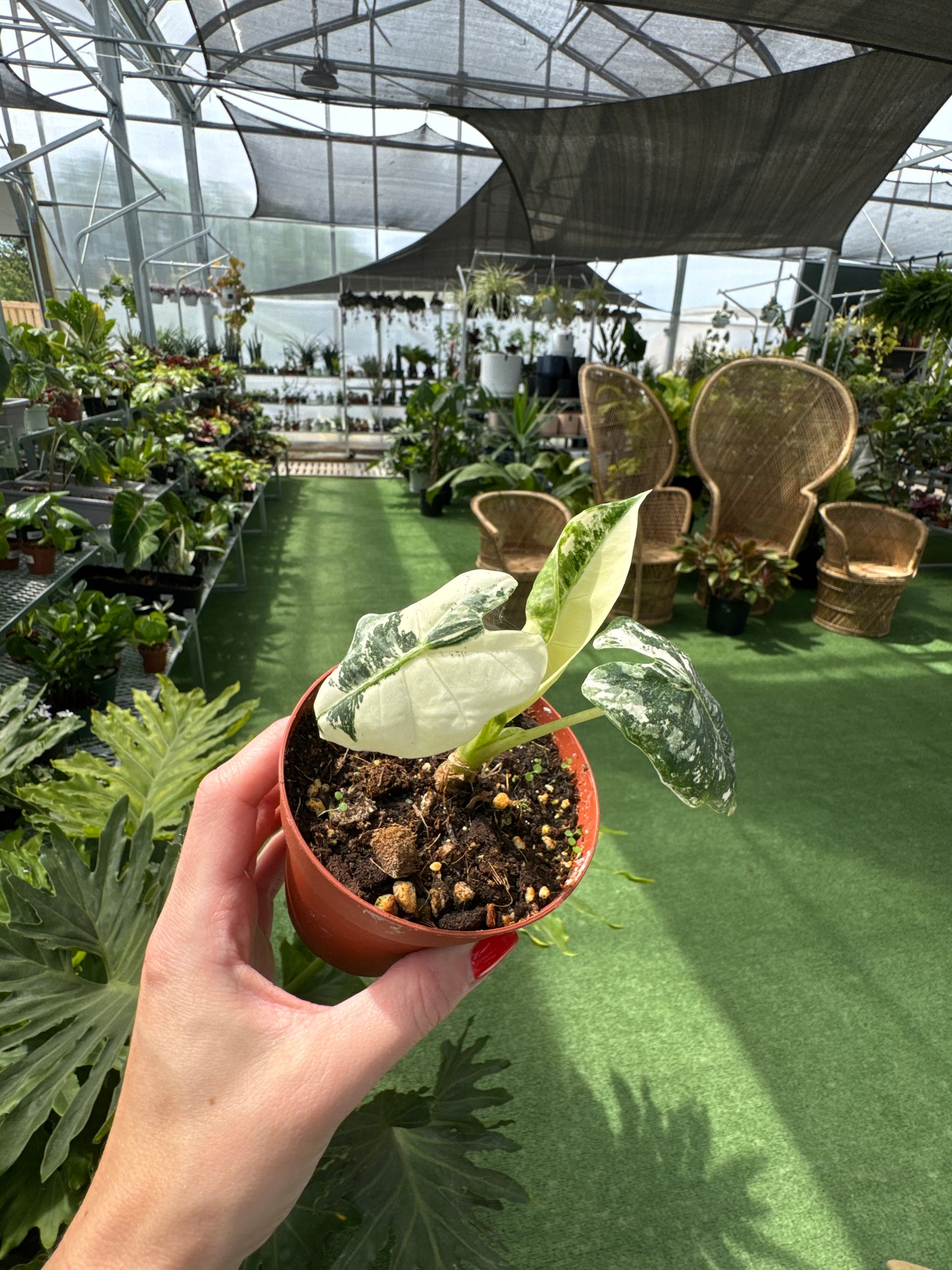 Person holding a potted alocasia frydek variegated plant in a greenhouse setting