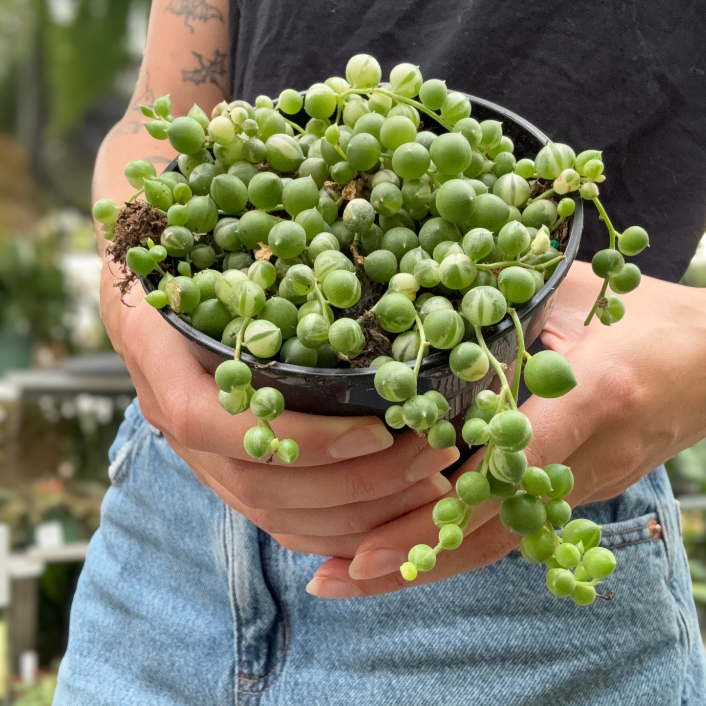 A person holding a small potted green variegated string of pearls trailing succulent plant with round bead-like leaves in a black plastic pot, shown from the chest down in a greenhouse setting