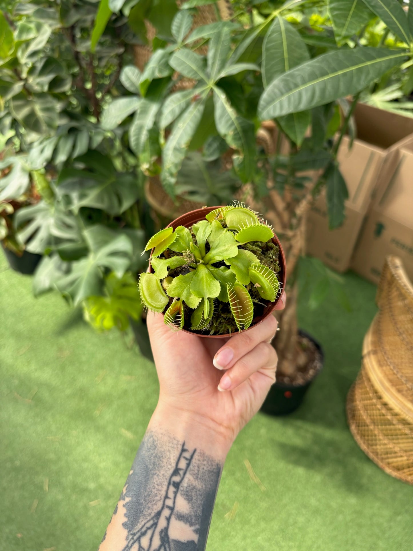 Hand holding a Venus flytrap with a garden background