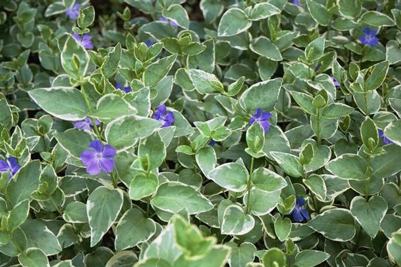 Variegated Bigleaf Periwinkle