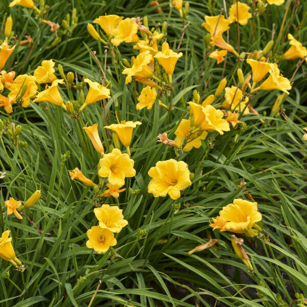 Stella d'Oro Daylily