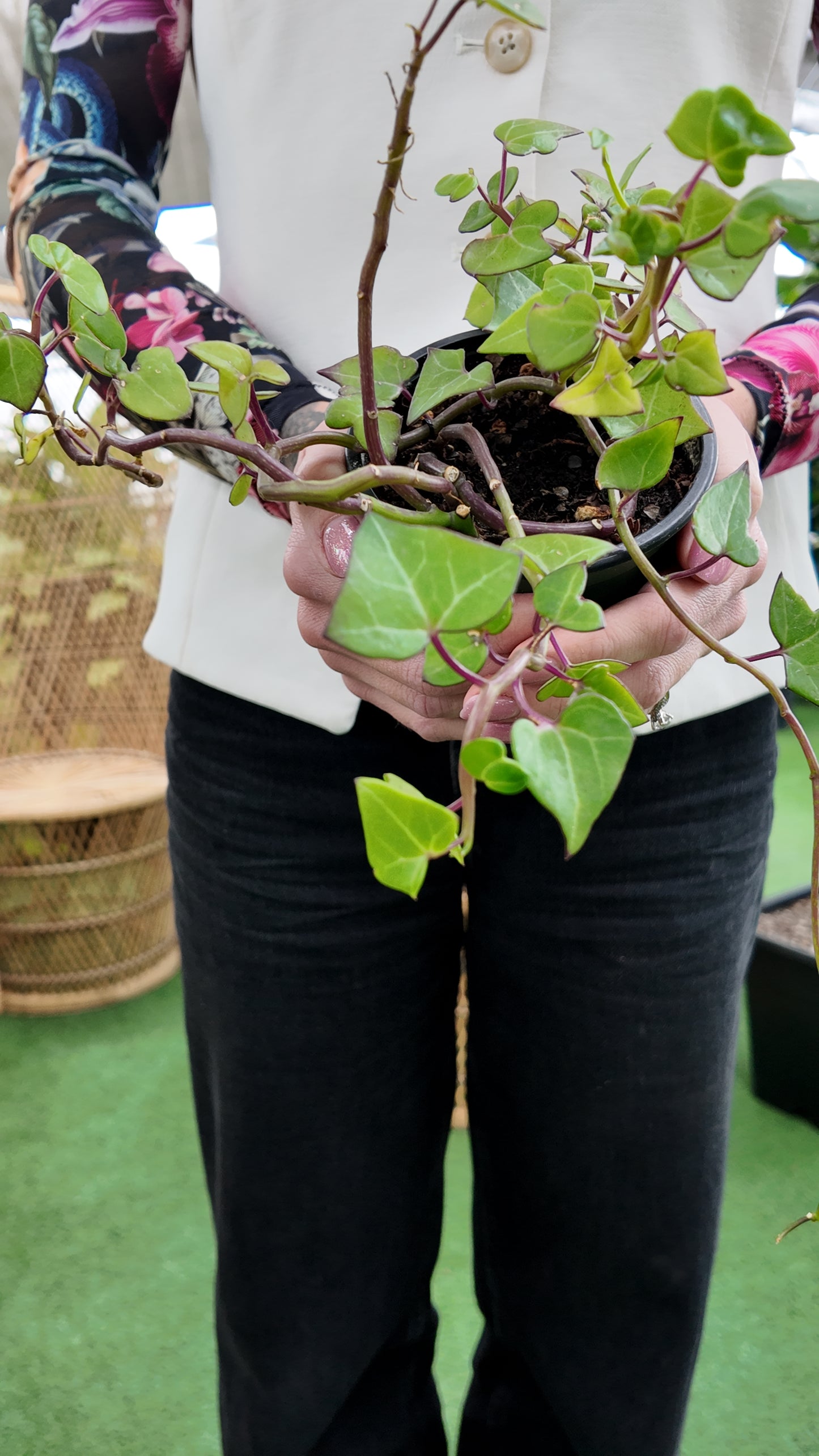 Person holding a potted wax ivy green plant in a greenhouse setting with a blurred background