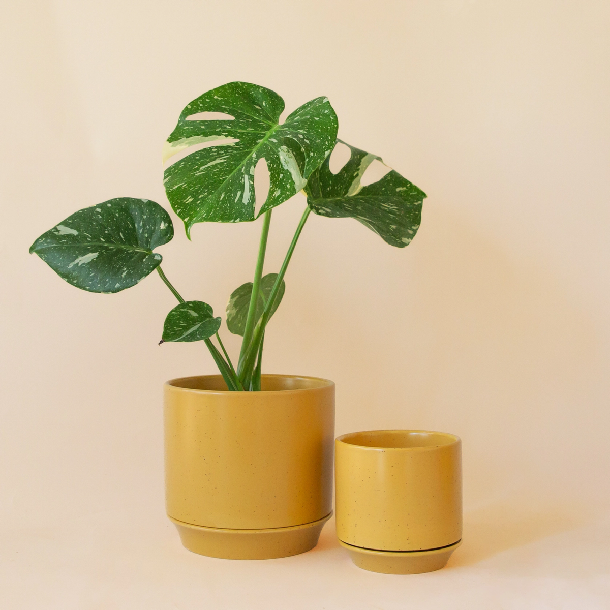 two bright yellow Parker planters of different sizes with a monstera potted in the larger one against a pale yellow background