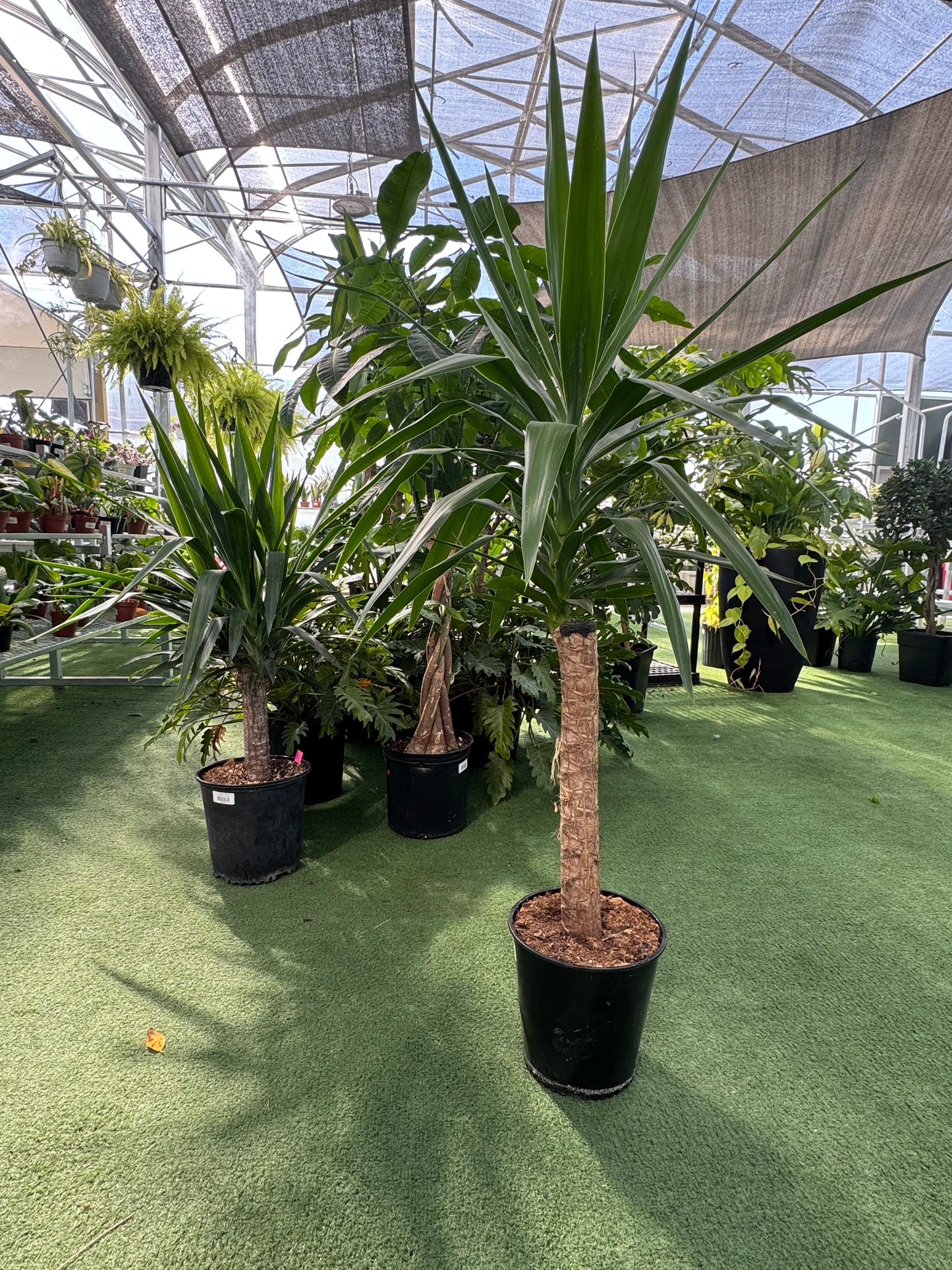 Row of potted plants on a green surface with a transparent roof structure in the background