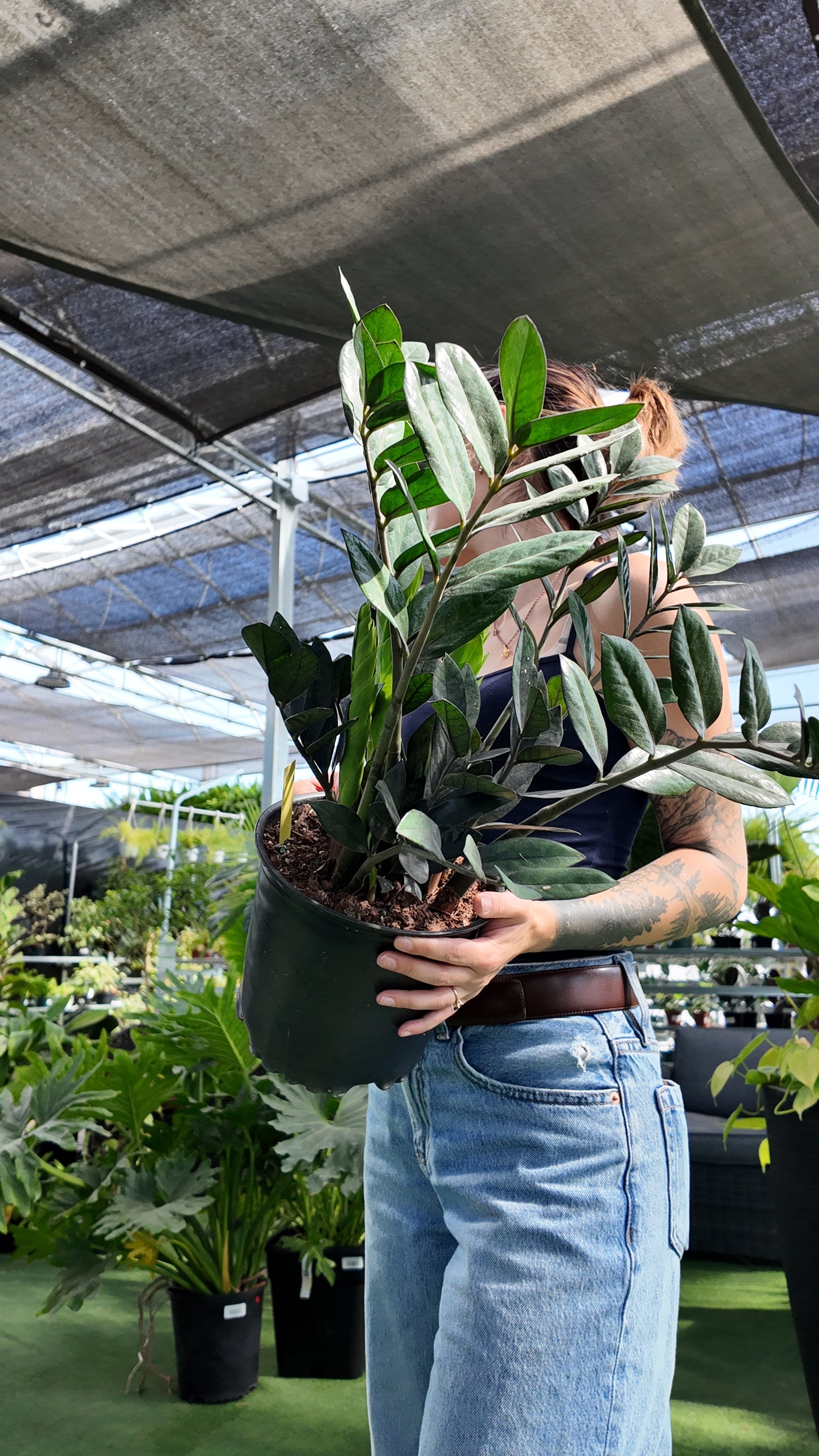 Person holding a potted nova zz plant in a greenhouse setting