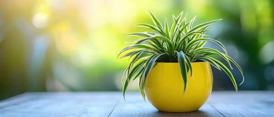 a picture of a spider plant potted in a yellow pot on a wooden tables with a blurred background