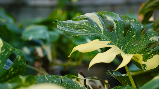 monstera thai constellation leaf with white variegation amounts other plants in the background