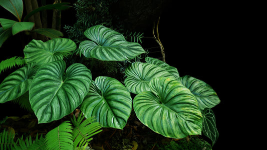 a group of philodendron leaves with dark green veining on a black background