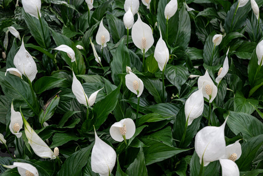 a grouping of peace lilies amongst their deep green foliage