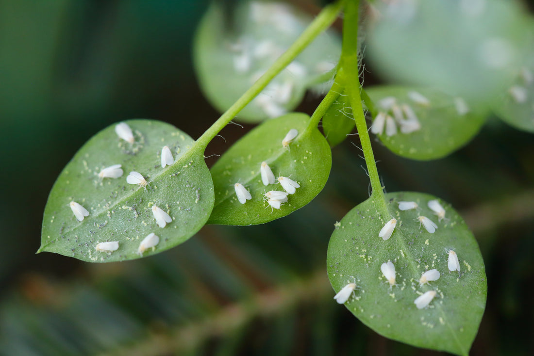 War on Pests: A Survival Guide for Your Houseplants