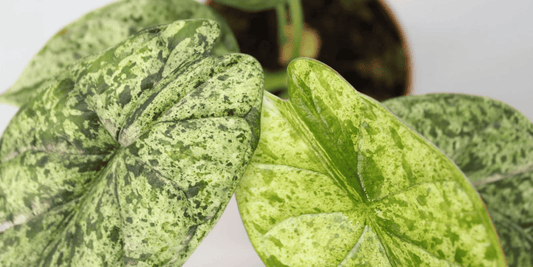 a close up of speckled alocasia dragon scale mint plant leaves