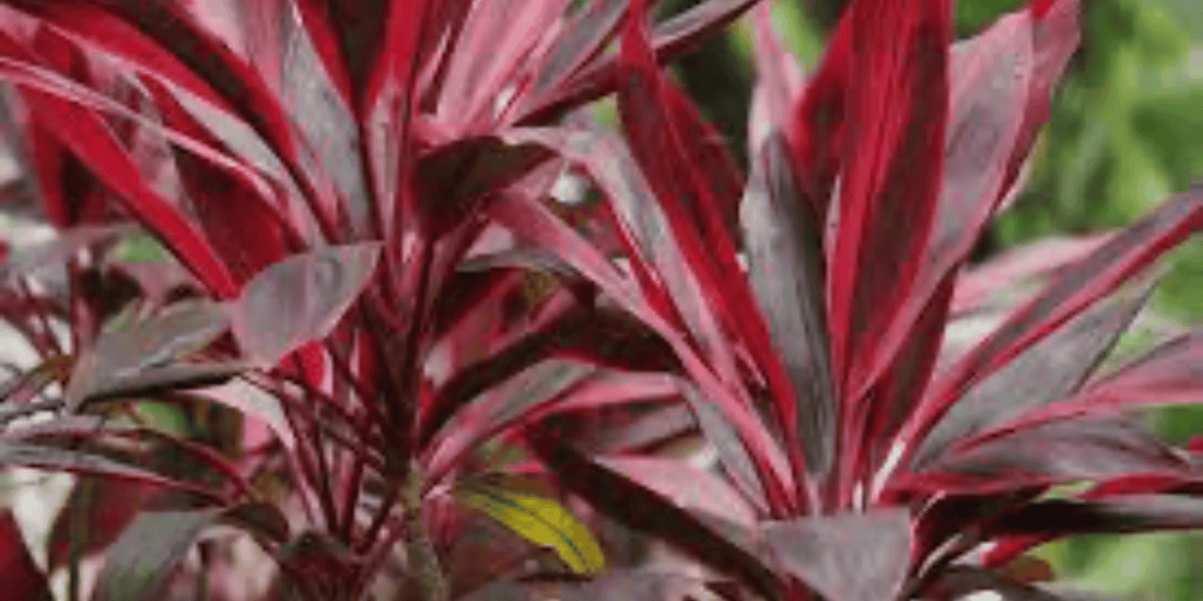 a close up of the bright red foliage of a Cordyline tropical indoor houseplant