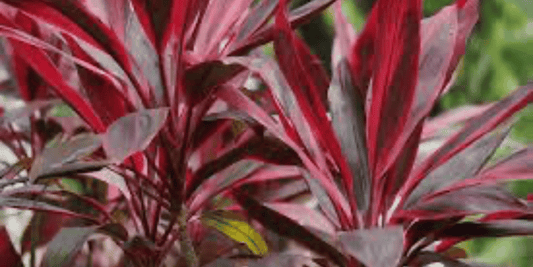 a close up of the bright red foliage of a Cordyline tropical indoor houseplant